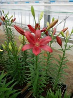 [4076 Miscanti VH No01.JPG]